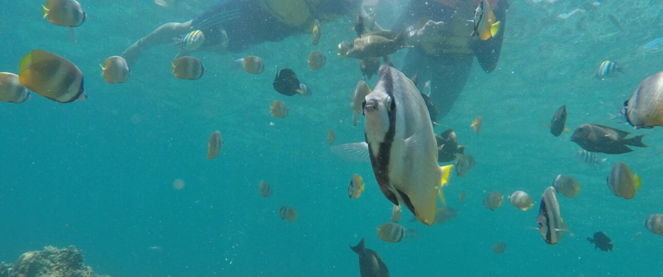 Shark Point Gili Trawangan Snorkeling