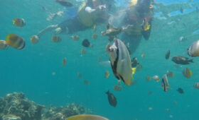 Shark Point Gili Trawangan Snorkeling