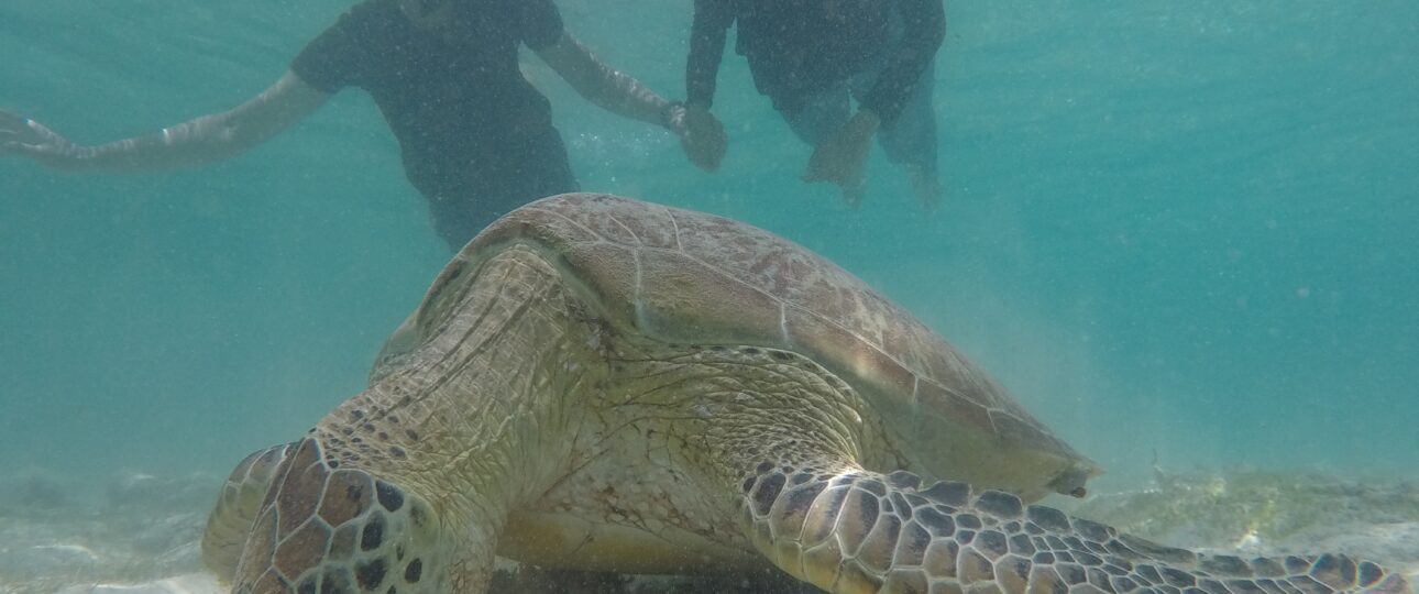 Bali Gili Trawangan Terbaik Terfavorit