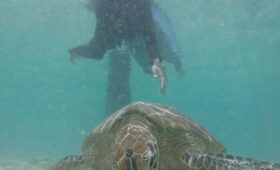 Snorkeling Gili Trawangan Terbaik Terfavorit