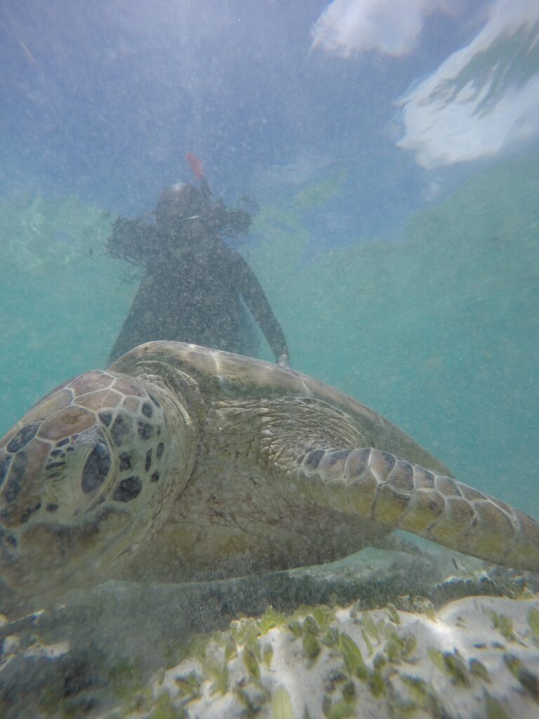 Snorkeling Gili Trawangan Terbaik Terfavorit